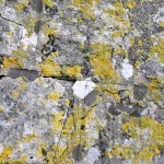 clicking-images_bijzondere-landschappen-steen korstmos geel